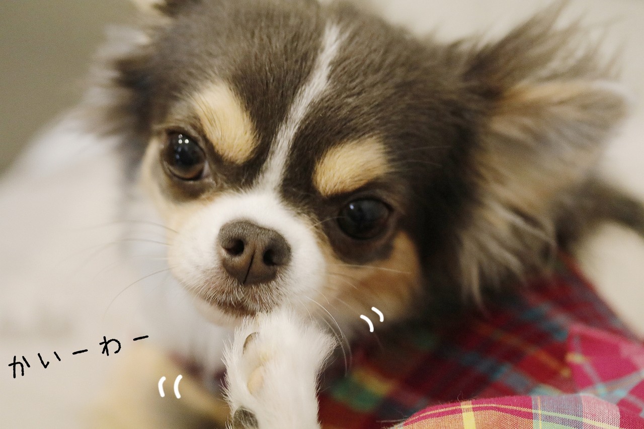 チワワ まりちゃん お前もか たかシェフのおうちごはん と 白い犬 と チワワ Powered By ライブドアブログ