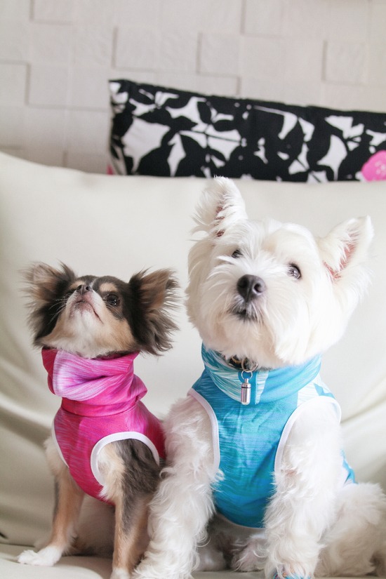 【チワワ＆ウエスティ】苦労してゲットした新しいお洋服だったのだが・・・