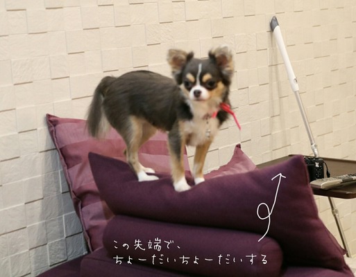 得意げな犬