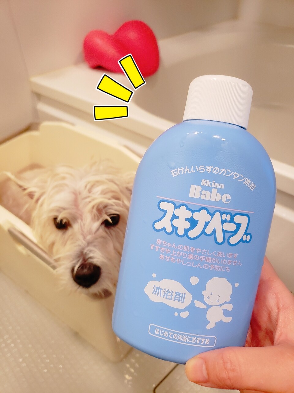 お風呂と おしりプカプカと スキナベーブ たかシェフのおうちごはん と 白い犬 と チワワ Powered By ライブドアブログ