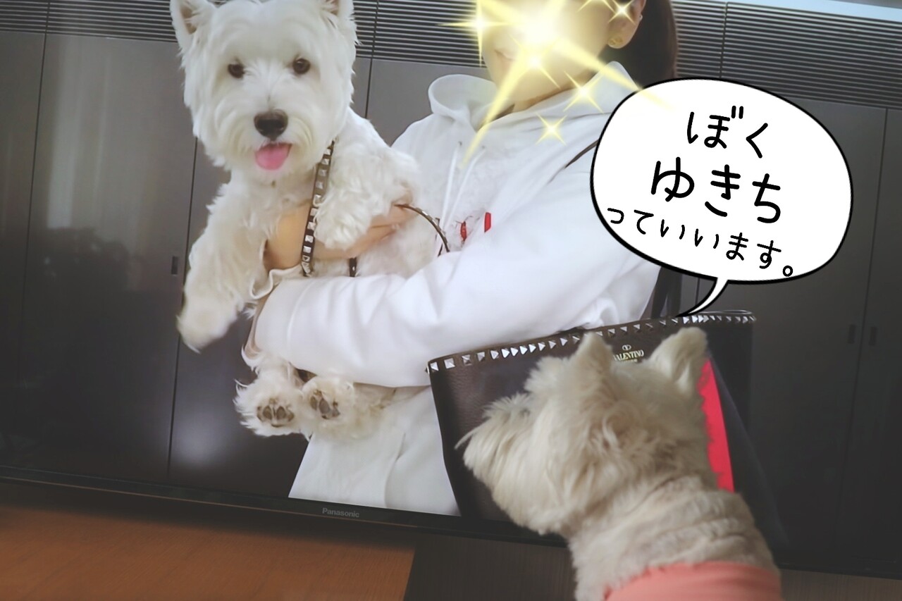 うーちゃんに たのもー たかシェフのおうちごはん と 白い犬 と チワワ Powered By ライブドアブログ