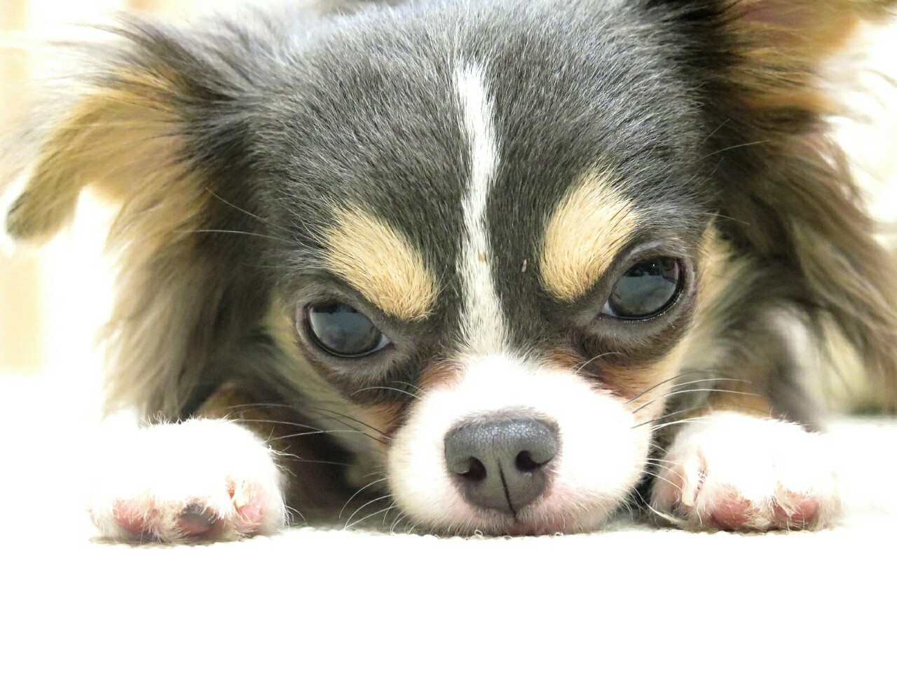 寝るのチワワのまりちゃん たかシェフのおうちごはん と 白い犬 と チワワ Powered By ライブドアブログ