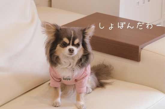 【ウエスティ】頭つかっているんだっぜ～
