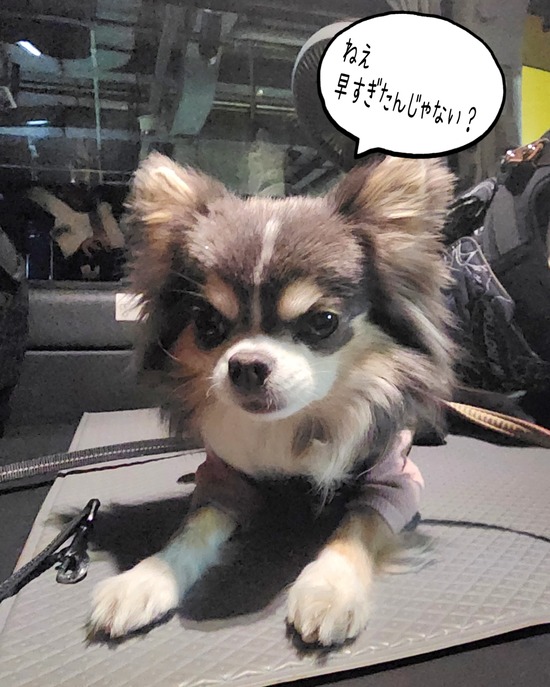 ペット博にきた！