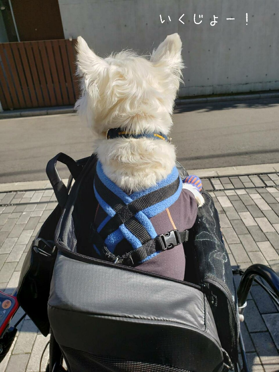 ウエスティ ゆきちの向かう先 たかシェフのおうちごはん と 白い犬 と チワワ Powered By ライブドアブログ ウエスティ ゆきちの向かう先 たかシェフのおうちごはん と 白い犬 と チワワ Powered By ライブドアブログ