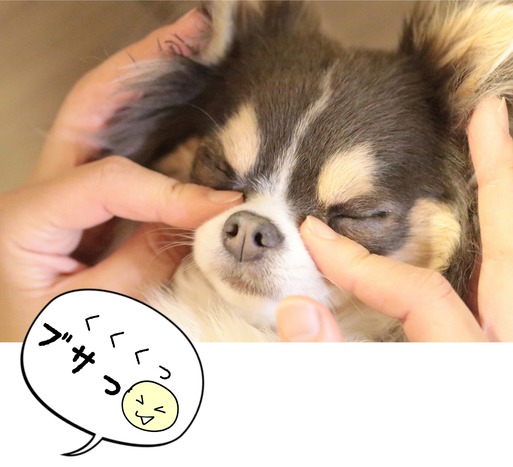 【チワワ】涙やけ？マッサージといいつつ。な飼い主のかわいがり。