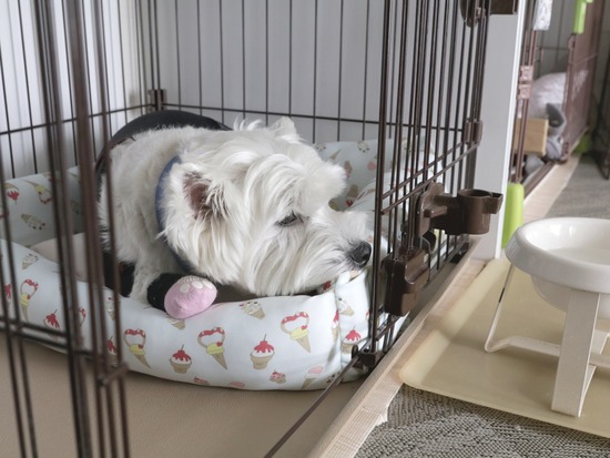 ねえさん、チェック合格！！