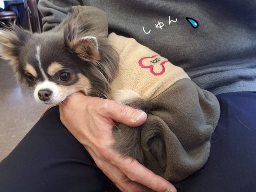 【チワワ&ウエスティ】マスク問題と、犬の歯医者さん 