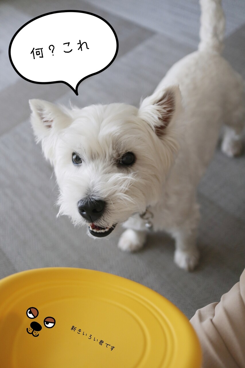 犬 フリスビー犬をめざしたいのだが とうすべし たかシェフのおうちごはん と 白い犬 と チワワ Powered By ライブドアブログ
