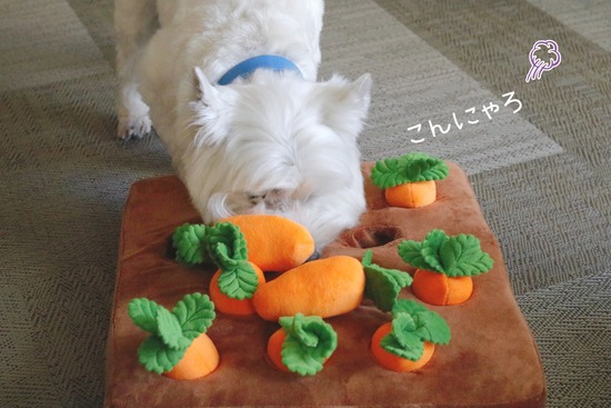 【犬グッズ】気に入って遊んでいた知育おもちゃなのだが、まさかな展開