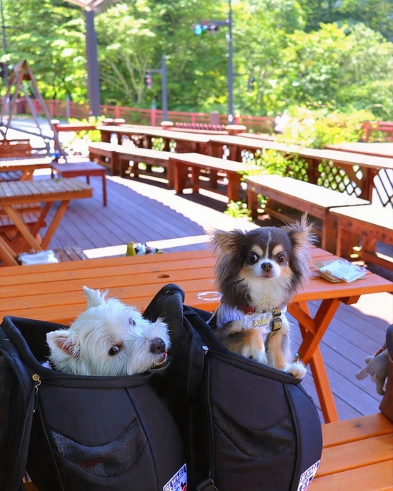 【犬連れ朝カフェ】中禅寺湖のTOKI珈琲店で、湖畔モーニングしてきました
