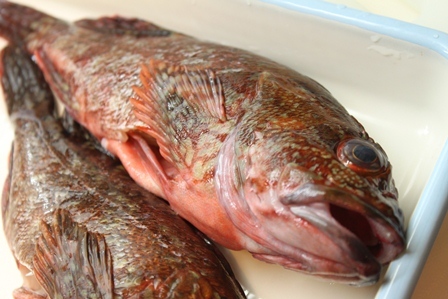 たかシェフのおうちごはん。-カサゴ