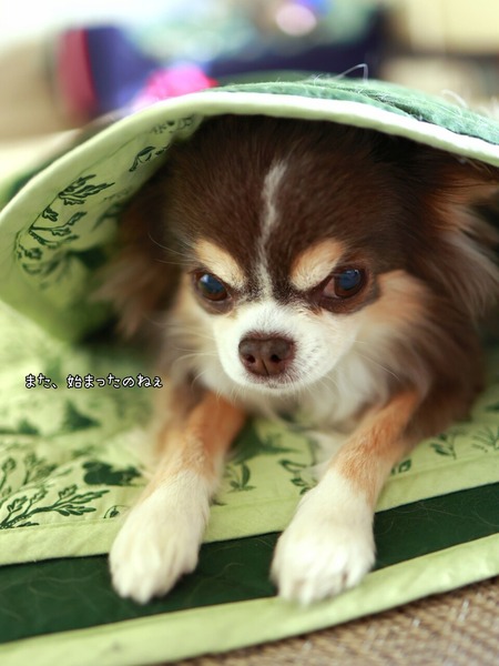 年末連休は旅行をやめて大掃除｜模様替えにビビる犬と動じない犬