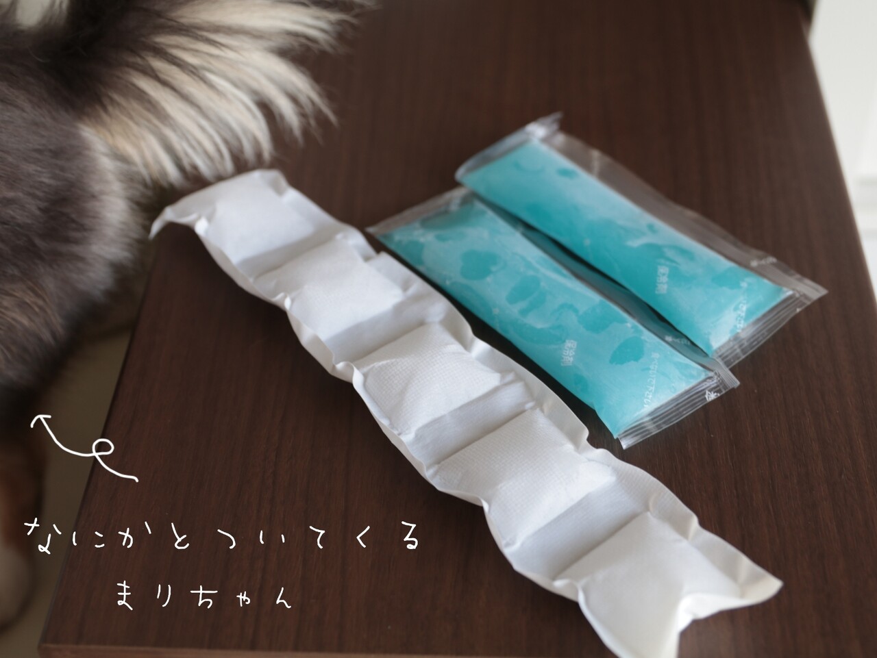 犬グッズ 究極のクールネックを探し求めて たかシェフのおうちごはん と 白い犬 と チワワ Powered By ライブドアブログ 犬グッズ 究極のクールネックを探し求めて たかシェフのおうちごはん と 白い犬 と チワワ Powered By ライブドアブログ