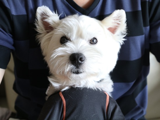 【ウエスティ】静止！　の訳。