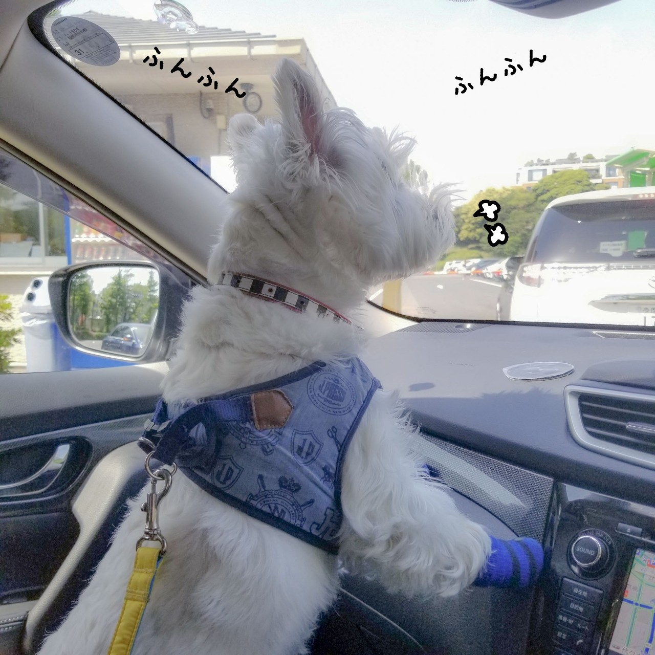ウエスティ Gwの代々木公園 たかシェフのおうちごはん と 白い犬 と チワワ Powered By ライブドアブログ ウエスティ Gwの代々木公園 たかシェフのおうちごはん と 白い犬 と チワワ Powered By ライブドアブログ