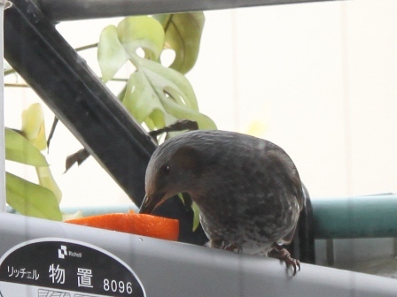 たかシェフのおうちごはん。