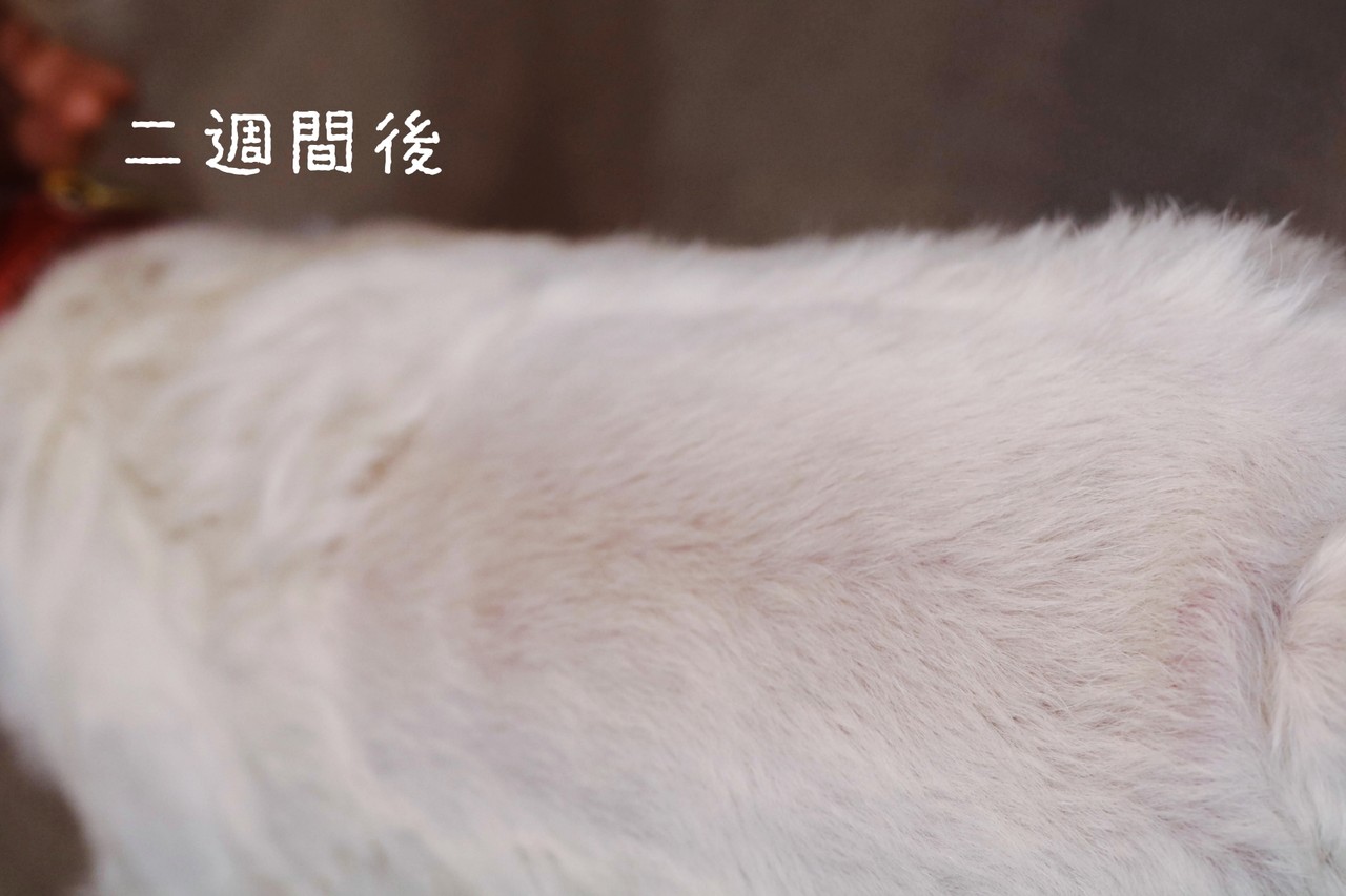 皮膚 背中の経過 たかシェフのおうちごはん と 白い犬 と チワワ Powered By ライブドアブログ 皮膚 背中の経過 たかシェフのおうちごはん と 白い犬 と チワワ Powered By ライブドアブログ