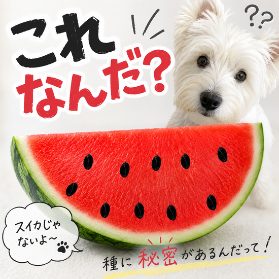 犬の肛門横のイボを結紮してみたら…8日後こうなりました