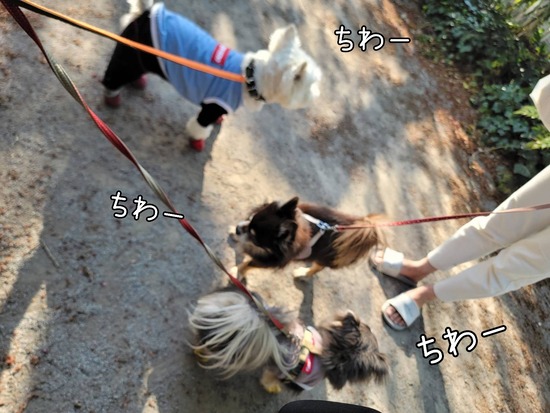 23-04-12-17-25-06-098_deco