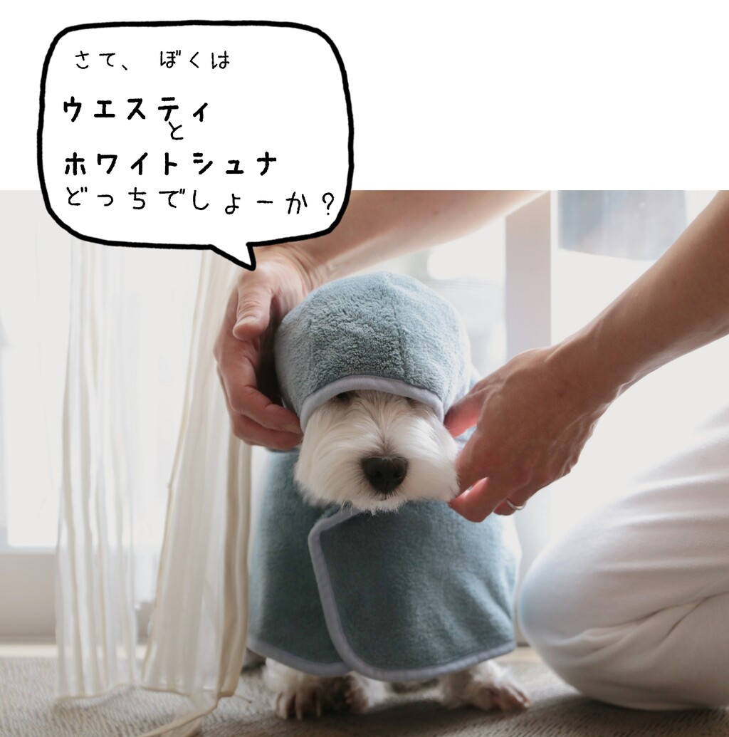 犬 かわいいんだって たかシェフのおうちごはん と 白い犬 と チワワ Powered By ライブドアブログ 犬 かわいいんだって たかシェフのおうちごはん と 白い犬 と チワワ Powered By ライブドアブログ