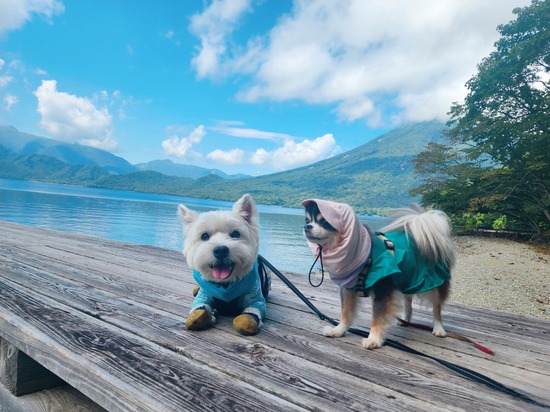 犬と楽しむ中禅寺湖散歩