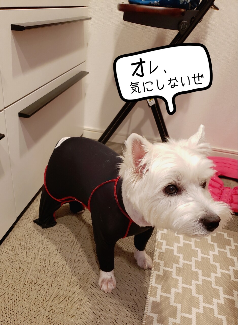 気にしない男 たかシェフのおうちごはん と 白い犬 と チワワ Powered By ライブドアブログ