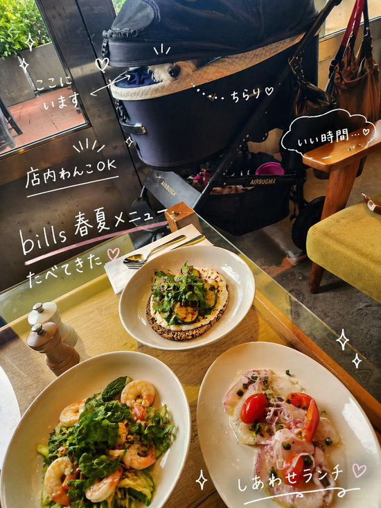 【犬店内OK】billsの新作メニューが「想像を超えていた」お話。PR