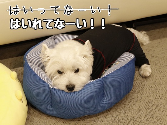 21-10-12-07-29-01-533_deco