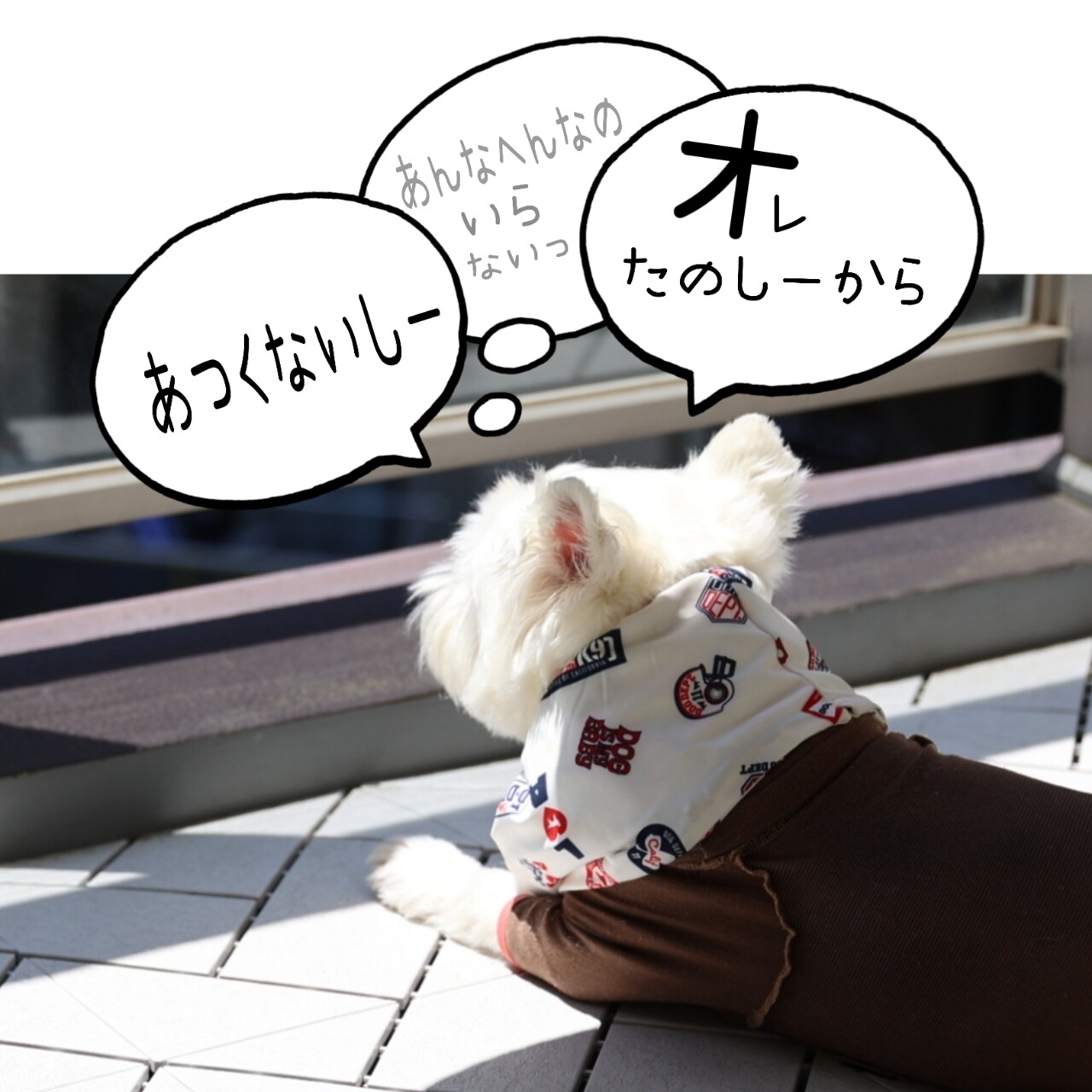 白犬ページ 夏のベランダで過ごす愛犬の本音 : たかシェフのおうちごはん。と
