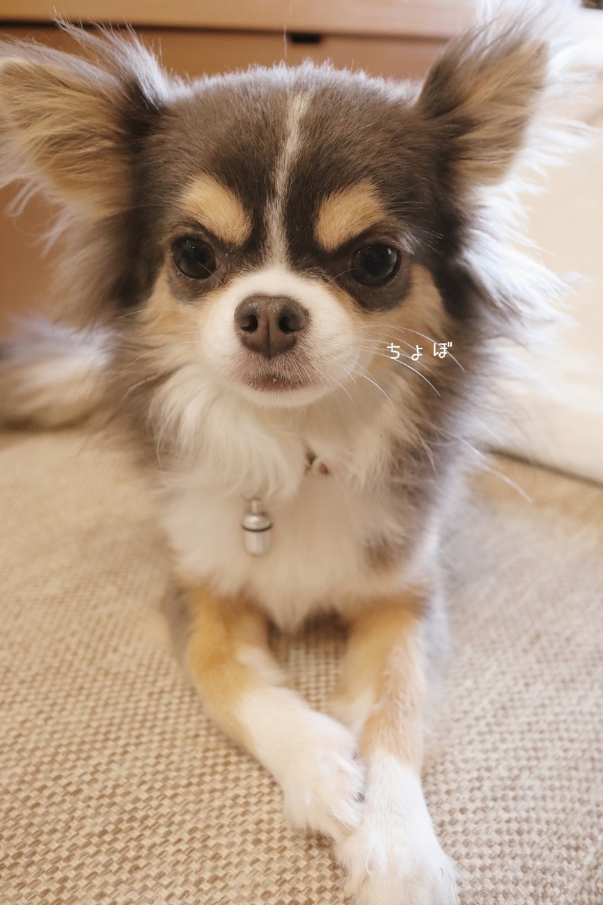 チワワ 症状と一致しない犬の行動にに混乱する人間看護師 たかシェフのおうちごはん と 白い犬 と チワワ Powered By ライブドアブログ チワワ 症状と一致しない犬の行動にに混乱する人間看護師 たかシェフのおうちごはん と 白い犬 と チワワ Powered By ライブドアブログ