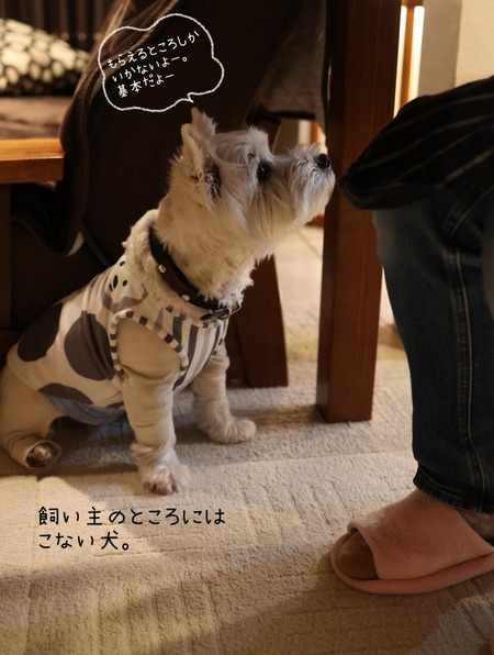 元旦がはじめて休みだった年｜犬と迎えた、静かで贅沢なお正月