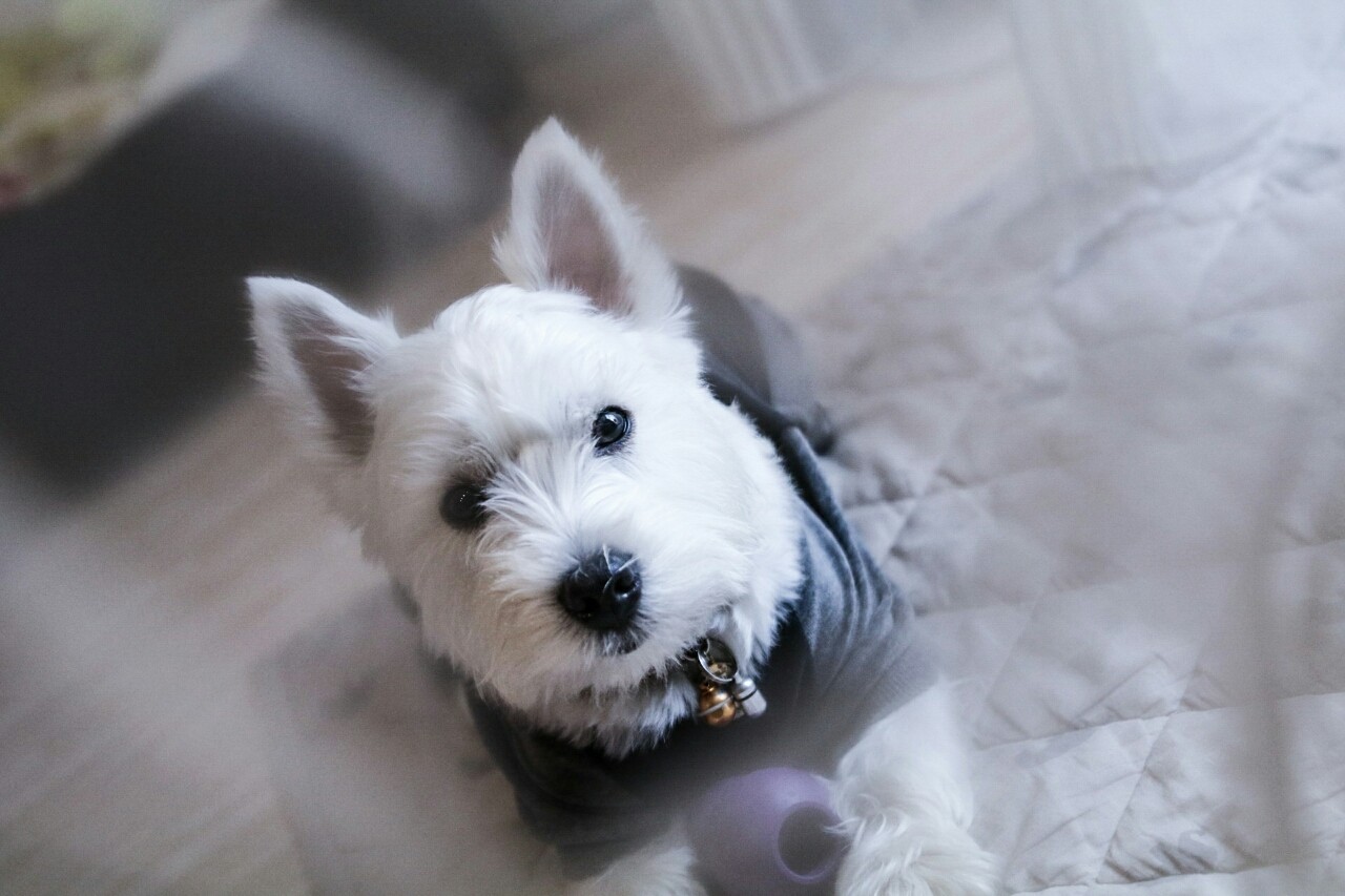 犬 カーテンが たかシェフのおうちごはん と 白い犬 と チワワ Powered By ライブドアブログ 犬 カーテンが たかシェフのおうちごはん と 白い犬 と チワワ Powered By ライブドアブログ