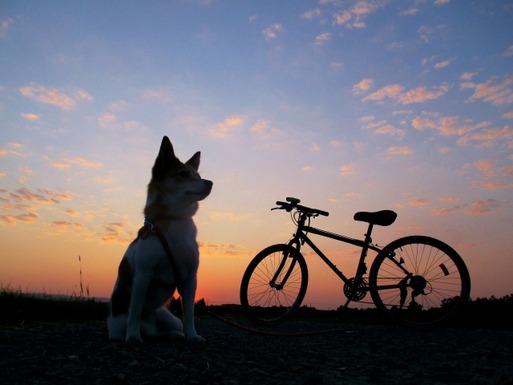 【日記】ワンコと乗れる自転車奮闘記②　～安全に犬をのせたい～