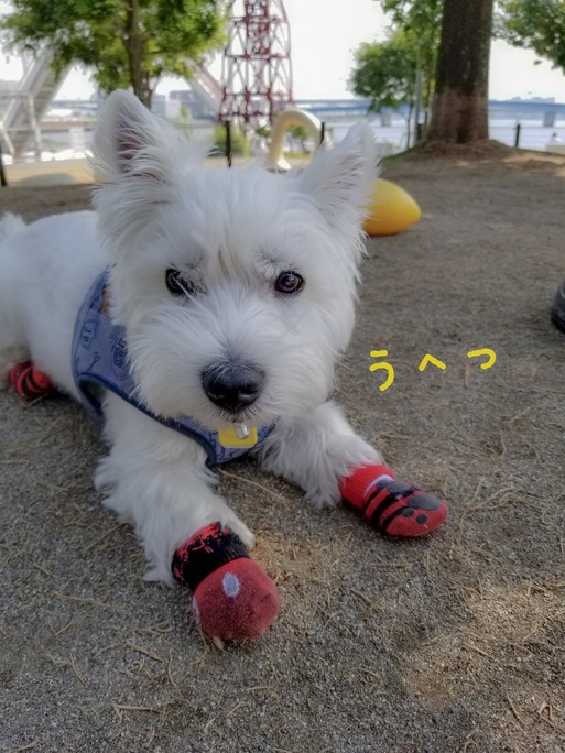 LRM_EXPORT_20180521_193954