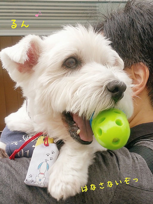 【ウエスティ】やっと見つかった「今日のわんこ」