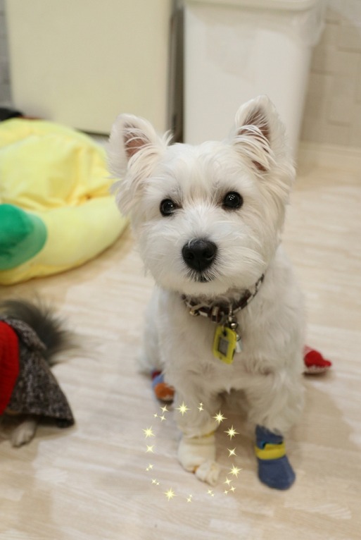 【犬】靴下物語　