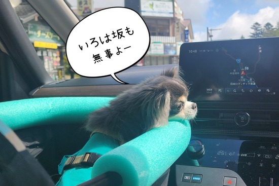 そういえば、車酔いはしなくなりました。