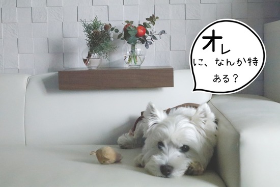 21-12-15-10-57-36-378_deco