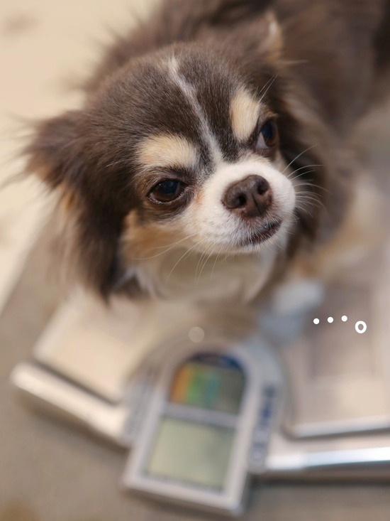 チワワ、気になること