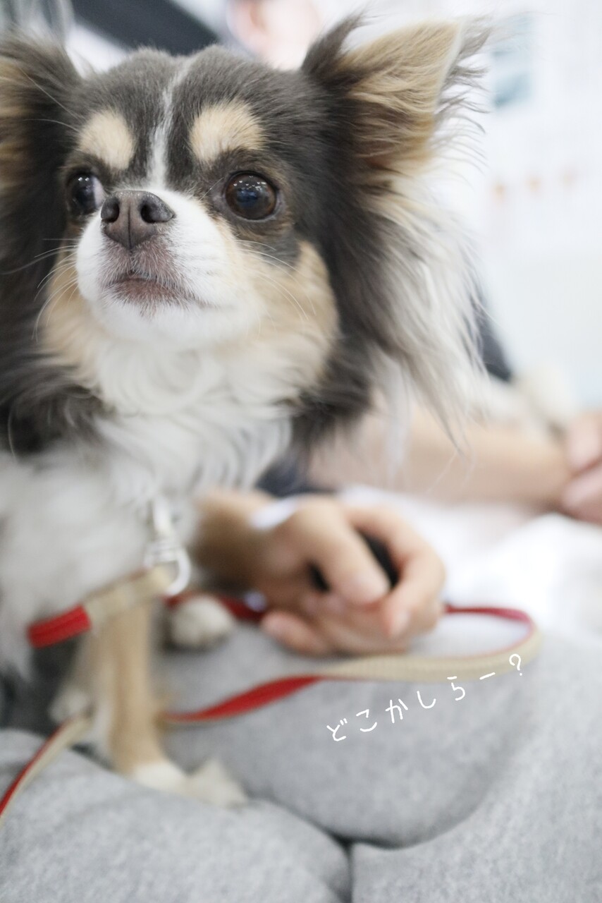 犬 フィラリアのお薬のシーズンになりました たかシェフのおうちごはん と 白い犬 と チワワ Powered By ライブドアブログ 犬 フィラリアのお薬のシーズンになりました たかシェフのおうちごはん と 白い犬 と チワワ Powered By ライブドアブログ