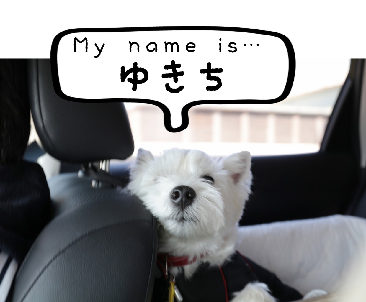 ウエスティ 新一万円札の渋沢栄一に 白犬ゆきちの危機 たかシェフのおうちごはん と 白い犬 と チワワ Powered By ライブドアブログ ウエスティ 新一万円札の渋沢栄一に 白犬ゆきちの危機 たかシェフのおうちごはん と 白い犬 と チワワ Powered By ライブドアブログ