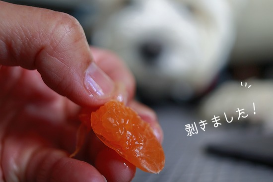 真穴みかんと、じっと待つ犬