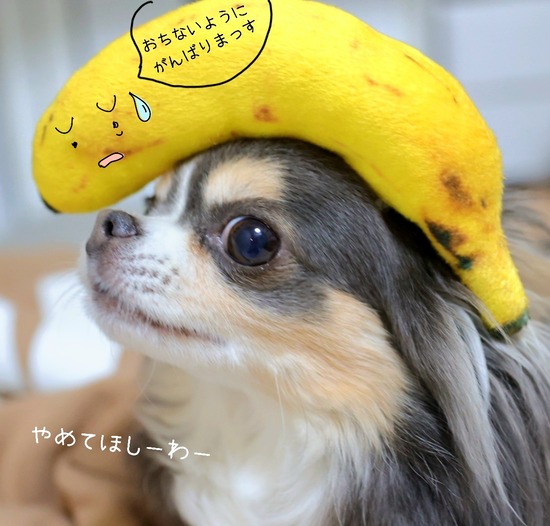 まりちゃんと、仲間たち。～クイズです！何をもってきたでしょ～か？