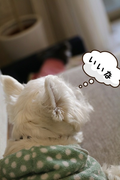 ウエスティ ブランカ