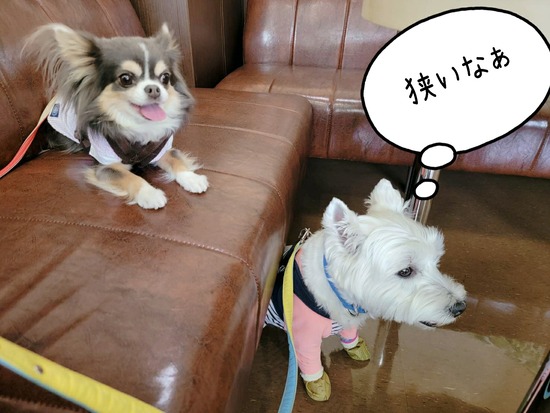 22-04-23-09-25-55-294_deco