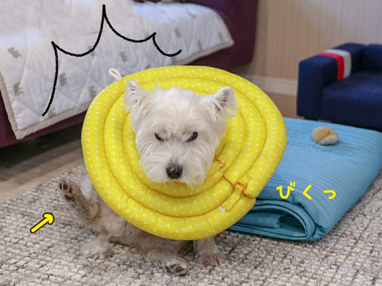 犬 エリザベスカラーとゆきち たかシェフのおうちごはん と 白い犬 と チワワ Powered By ライブドアブログ 犬 エリザベスカラーとゆきち たかシェフのおうちごはん と 白い犬 と チワワ Powered By ライブドアブログ