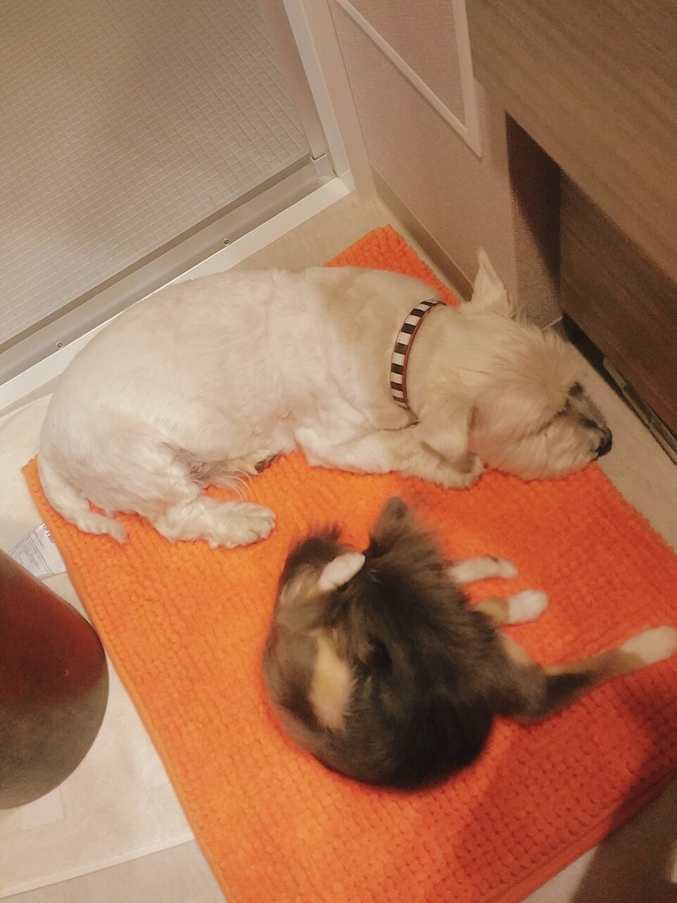 チワワ 誰だ チミは たかシェフのおうちごはん と 白い犬 と チワワ Powered By ライブドアブログ チワワ 誰だ チミは たかシェフのおうちごはん と 白い犬 と チワワ Powered By ライブドアブログ
