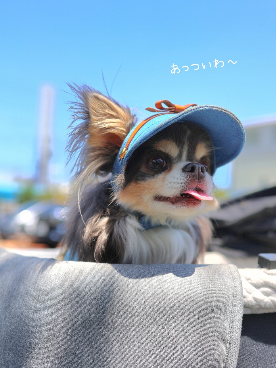 チワワEXPOに初参加！ウエスティイベントとの違いに驚いた : たか