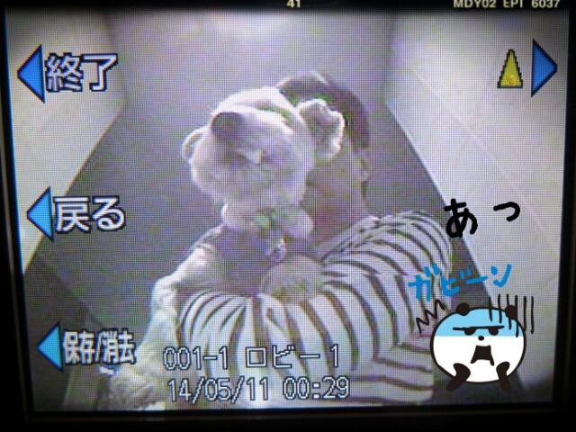 ●現行犯逮捕